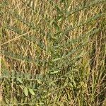 Astragalus atropilosulus Leaf