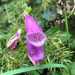 Digitalis purpureaKwiat