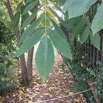 Juglans mandshurica Feuille