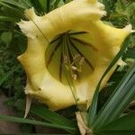 Solandra grandiflora Õis