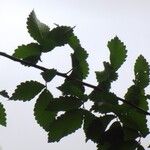 Zelkova carpinifolia برگ