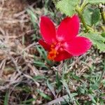 Hibiscus aponeurus Flor