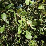 Quercus rotundifolia Leaf