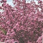 Malus floribunda Flower