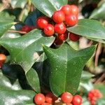 Ilex cornuta 果實