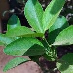 Citrus × aurantiifolia Levél