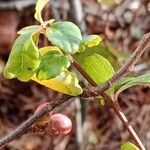 Chaenomeles speciosa برگ