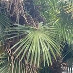 Trachycarpus fortuneiFuelha