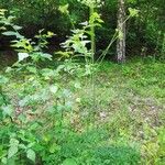 Peucedanum oreoselinum Habit