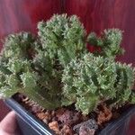 Euphorbia mammillarisЛист