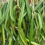 Hoya longifolia برگ