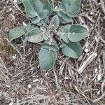 Sisymbrium orientale Levél