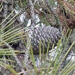 Pinus rigida Fruit