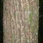 Pachira dolichocalyx Bark
