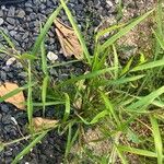 Panicum dichotomiflorum Leaf