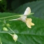 Impatiens parviflora Blomma