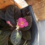 Episcia cupreataFlower