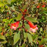 Kohleria hirsuta Blomst