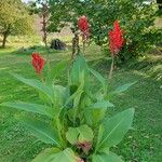 Canna x generalis Flower