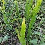 Baccharis trimera Облик