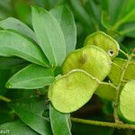 Derris trifoliata Fruit