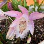 Pleione humilis 花