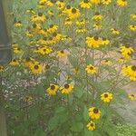 Rudbeckia trilobaFloro