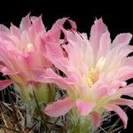 Eriosyce subgibbosa Çiçek