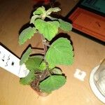 Plectranthus ernstii 葉