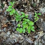 Vaccinium angustifoliumFeuille