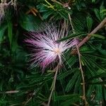 Calliandra brevipes Blodyn