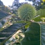 Castanea mollissima Gyümölcs