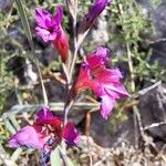 Gladiolus illyricus Квітка