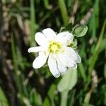 Cerastium cerastoides Flower