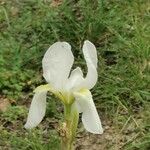 Iris albicans Λουλούδι