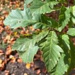 Quercus libani Leaf