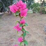 Bougainvillea glabraBlodyn