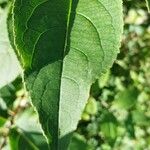 Diervilla lonicera Leaf