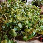 Peperomia rotundifolia 葉