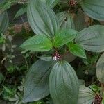 Tristemma mauritianum Kukka