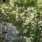 Saxifraga paniculata Habit