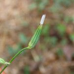 Chondrilla juncea Ffrwyth