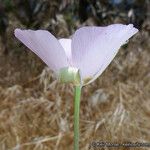 Calochortus palmeri Flor