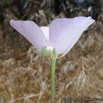 Calochortus palmeri Flower