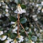 Osmanthus delavayi Levél