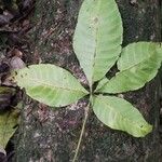 Ricinodendron heudelotii Folha