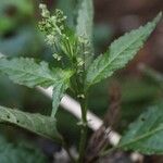 Mercurialis leiocarpa Flor