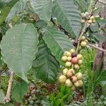 Coffea arabicaBark