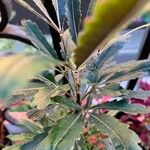 Plerandra elegantissima Leaf