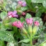 Pulmonaria officinalis 花